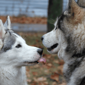 Peninsula Pup Wagventures