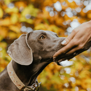 Peninsula Pup Wagventures