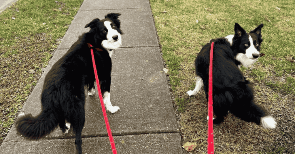 3 awesome Ways Our Dog Walkers Reinforce Dog Training - two border collie dogs walking with Hearts at Home Pet Sitting dog walker in Yorktown, VA