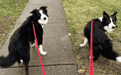 3 Awesome Ways Our Dog Walkers Reinforce Dog Training