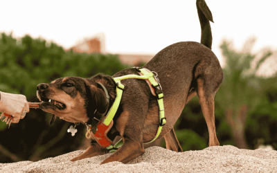 Our Partnership with Peninsula Pups Wagventures