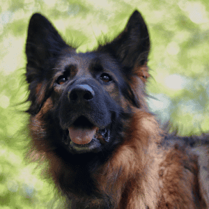 german shepherd dog in Yorktown, VA with Hearts at Home Pet Sitting Dog Walker