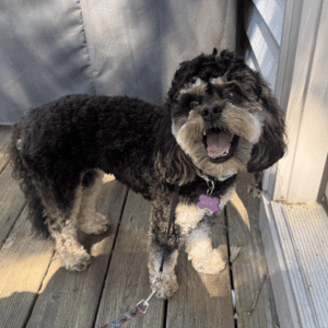 dog walking with Hearts at Home Pet Sitting Dog Walker