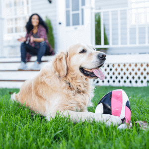golden retriever dog in Yorktown, VA with Hearts at Home Pet Sitting Dog Walker