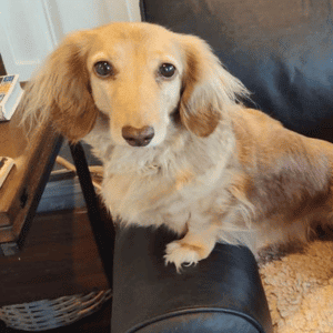 dog in Poquoson, VA with Hearts at Home dog walker