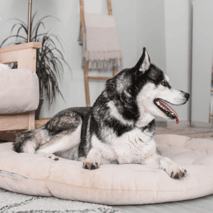 siberian huskey dog in Yorktown, VA with Hearts at Home Pet Sitting Dog Walker