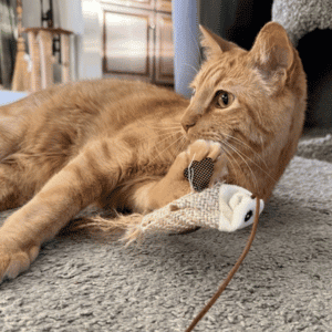 cat in yorktown, VA with Hearts at Home Pet Sitter