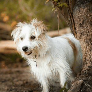 dog in Yorktown, VA with Hearts at Home Pet Sitting Dog Walker