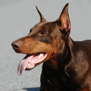 doberman in Yorktown, VA with Hearts at Home Pet Sitting Dog Walker