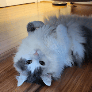 cat in yorktown, VA home with Hearts at Home Pet Sitter