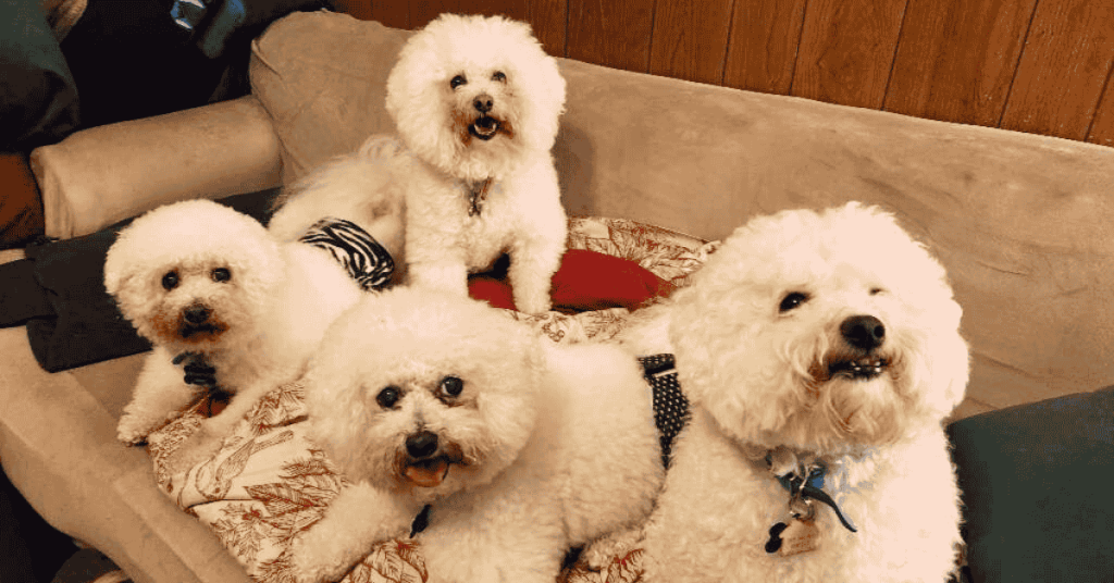 Protecting Your Home and Yourself While Traveling or Walking Your Dog