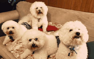 Protecting Your Home and Yourself While Traveling or Walking Your Dog