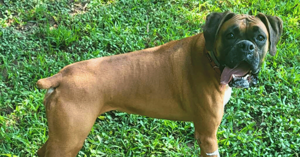 Why Dog Walking Is Essential for Working Breeds in Yorktown