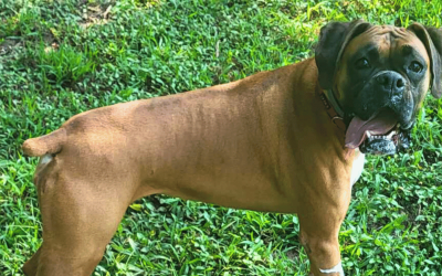 Why Dog Walking Is Essential for Working Breeds in Yorktown