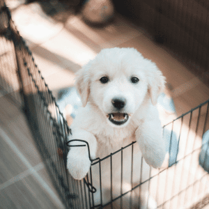 puppy in Yorktown, VA waiting on a dog walker