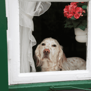dog in Poquoson, VA waiting on dog walker