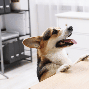 dog in Yorktown, VA with paws on the kitchen counter