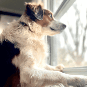 dog in Poquoson, VA waiting on dog walker