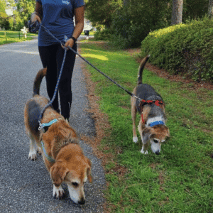 Hearts at Home dog walker with two dogs in Poquoson, VA