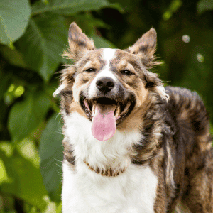 dog outside in Yorktown, VA