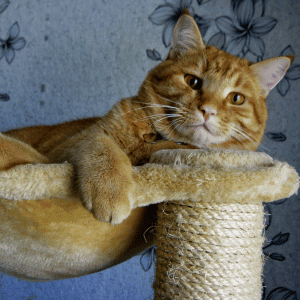 cat on cat tree Yorktown, VA
