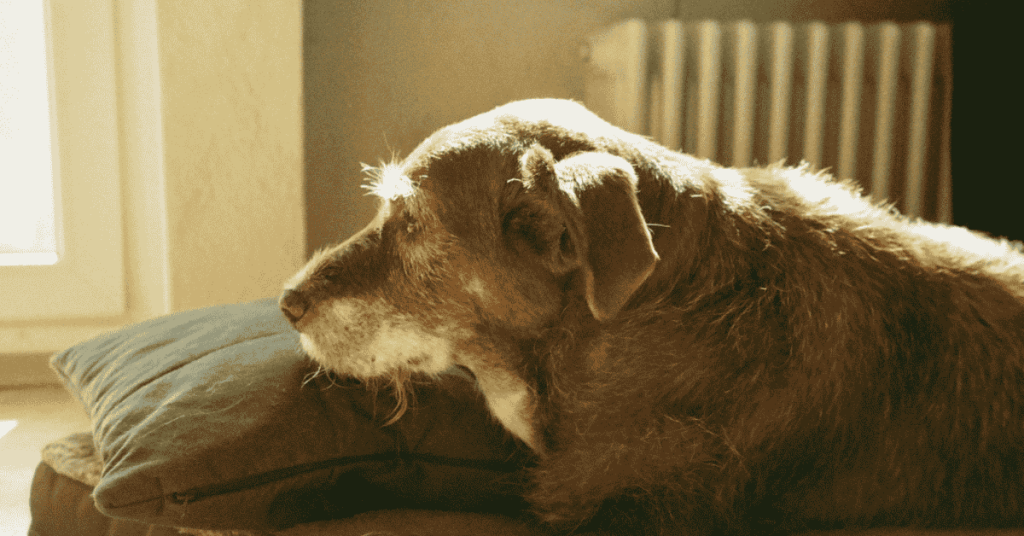 The Hidden Stress Dogs Experience When Left Alone Too Long