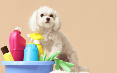 5 In-Home Dangers That Are Making Yorktown Pets Sick