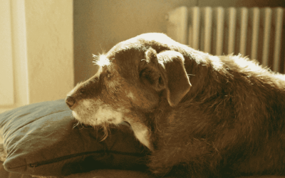 The Hidden Stress Dogs Experience When Left Alone Too Long