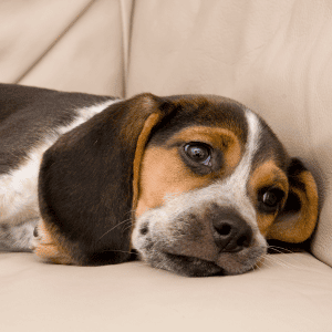 3 Reasons Why Consistent Dog Walking Matters, Even If You Work From Home