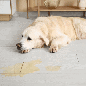 dog in Yorktown, VA next to a pee accident 