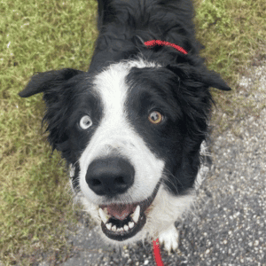 dog on walk with Hearts at Home Pet Sitting dog walker in Yorktown, VA