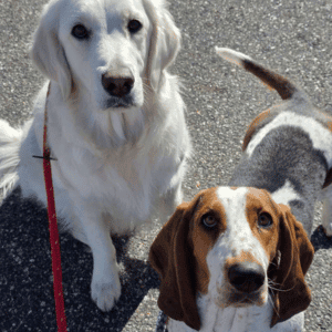 2 dogs on walk with Hearts at Home Pet Sitting dog walker in Yorktown, VA