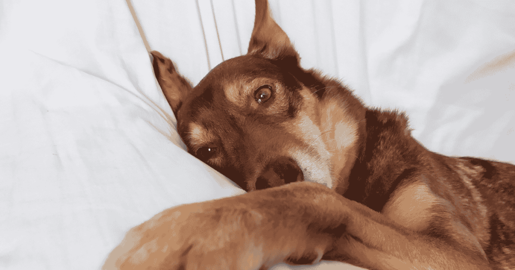 3 Reasons Why Consistent Dog Walking Matters, Even If You Work From Home