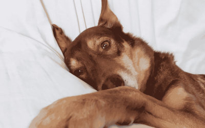 3 Reasons Why Consistent Dog Walking Matters, Even If You Work From Home